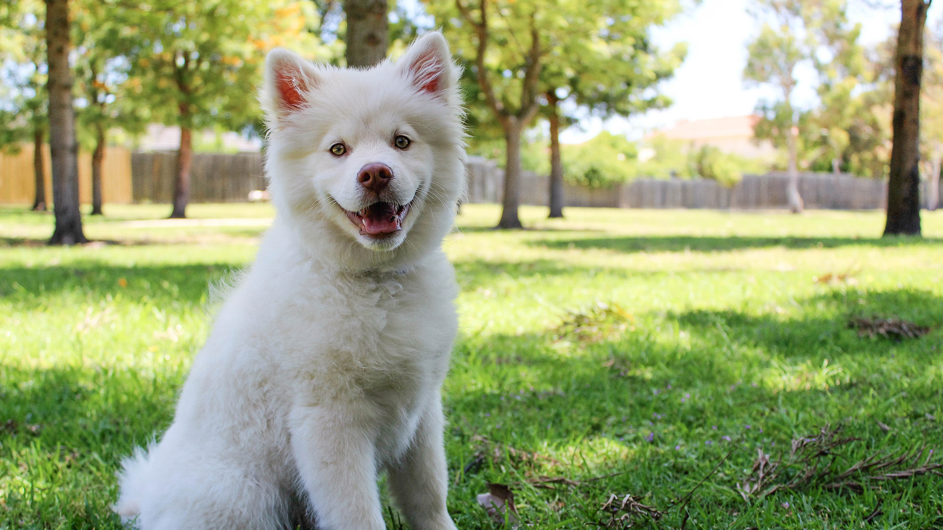 犬がこちらを見ている