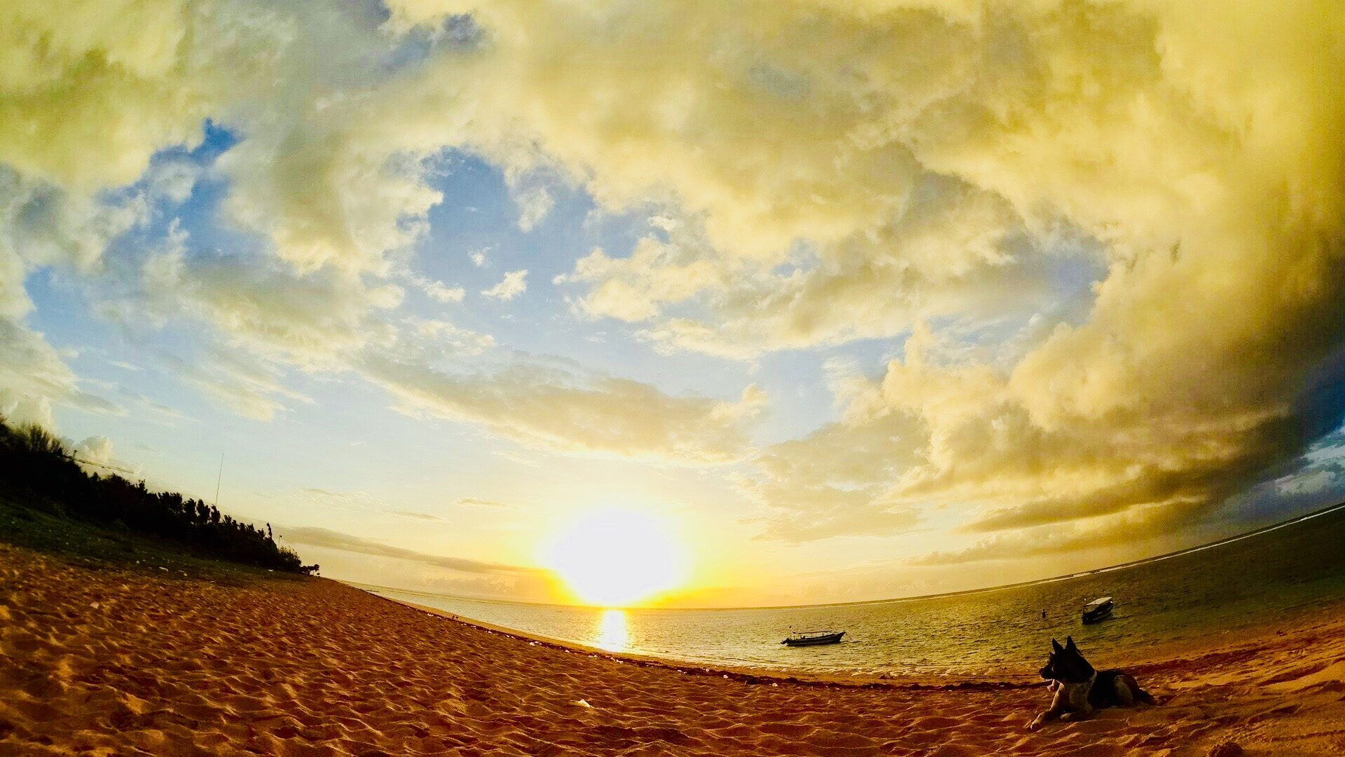 海で犬が夕日を眺めている