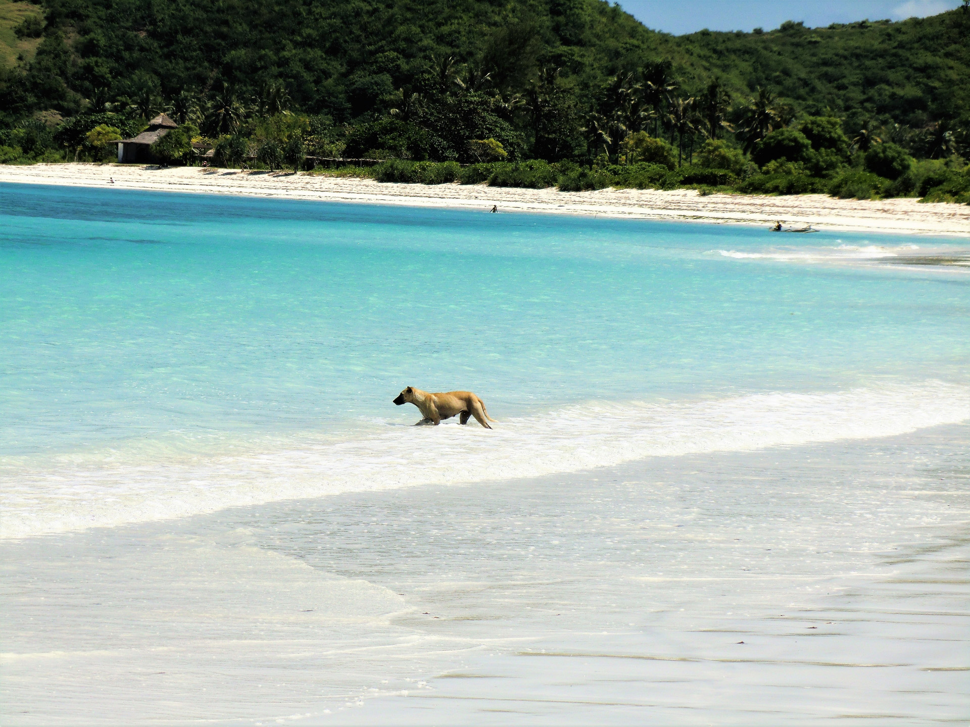 犬が海を歩いている