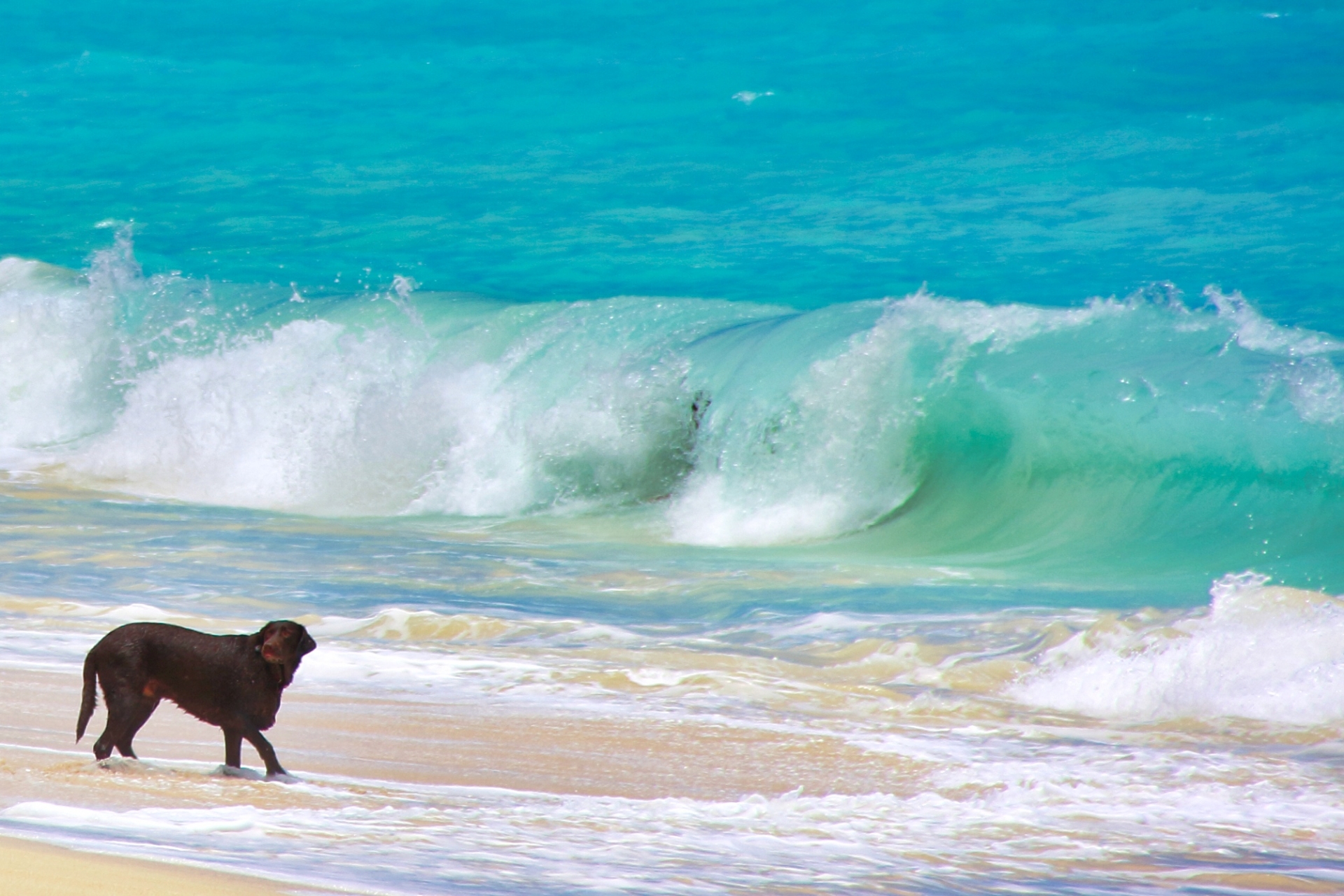 犬が海を歩いている